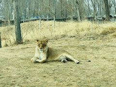 -北京野生动物园