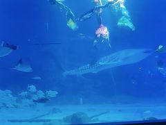-烟台海昌鲸鲨海洋公园