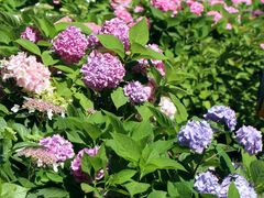 -上海共青森林公园