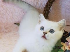 -十年猫舍·猫咪专门店(普陀店)