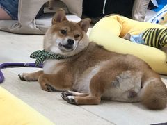 -逗柴咖啡屋·狗咖猫咖宠物桌游