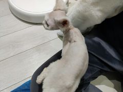 -喵的天空名猫咖啡馆·撸猫·猫舍·用品