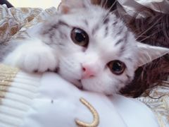 -李小姐の猫咖啡馆(五角场店)