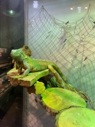 -Zoolung Zoolung动物主题公园(海信广场店)