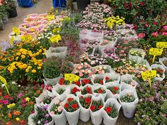 -双季花艺园艺市场(浦东店)