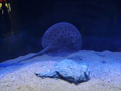 -上海海洋水族馆