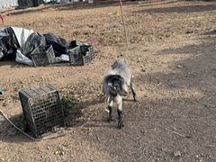 -喜杨洋草莓采摘园