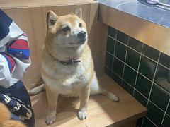 -是阿柴呀！柴犬咖啡·爱喵喵猫咖