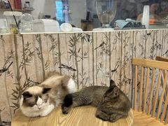 -楼上猫咖(罗湖店)
