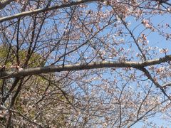 -高东镇樱花园