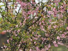 -合肥滨湖国家森林公园