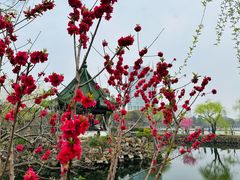 -无锡蠡湖国家湿地公园-蠡园