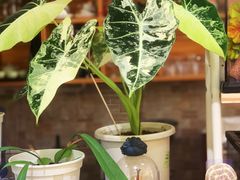 -Rabbit Cafe私房西餐甜点咖啡(栖霞路店)