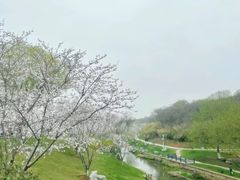 -羊山湖公园