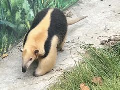 -上海野生动物园