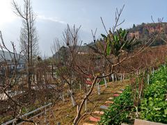 -桃源山庄·水蜜桃采摘·柴火鸡·烧烤团建(龙泉山店)