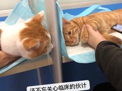 -灵美宠物诊所