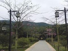 -大屏嶂森林公园