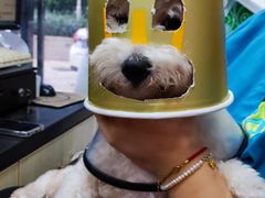 -安安宠医宠物医院·异宠·犬猫内科(岳阳分院)