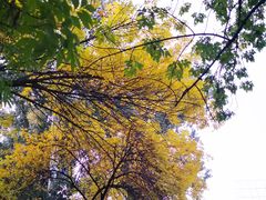 -三里屯东五街银杏大道