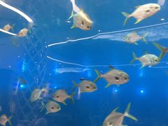 -瑞德姆美人鱼海底演艺主题餐厅(亚龙湾店)