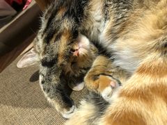 -猫的天空之城概念书店(杭州南宋御街店)