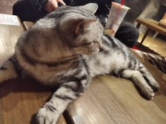 -猫猫幼稚园·撸猫·桌游·电玩