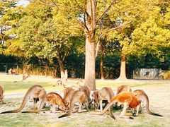 -上海野生动物园