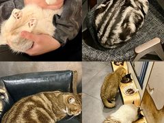 -咖法森林·咖啡  酒吧(天河店)