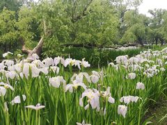 -上海共青森林公园