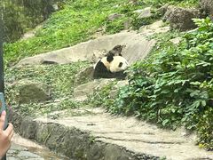 -都江堰中华大熊猫苑