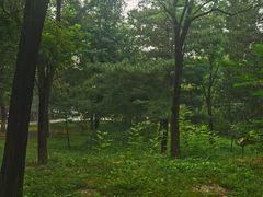 -云岗森林公园