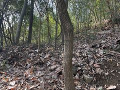 -上海佘山国家森林公园天马山园