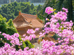 -深圳市中科院仙湖植物园