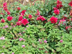-福田红树林生态公园