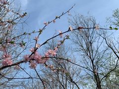 -大兴滨河森林公园