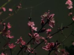 -重庆彩云湖湿地公园