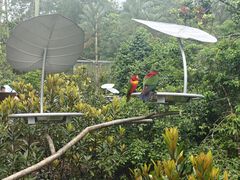 -新加坡飞禽公园