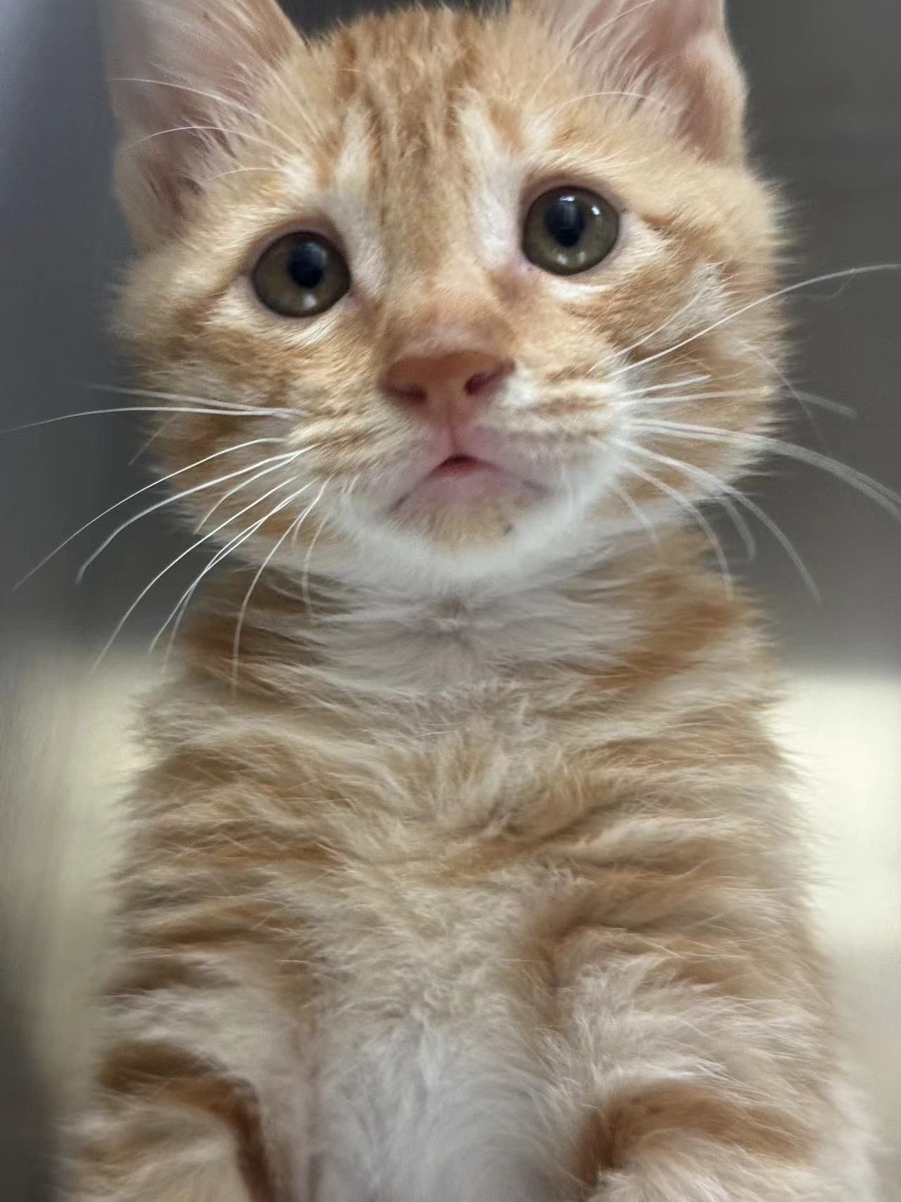 呆呆小猫