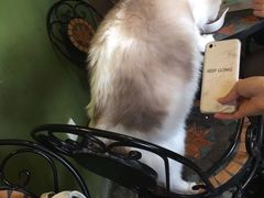 -猫猫幼稚园·撸猫·桌游·电玩