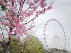 -顾村公园