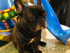 -more than meow吴止猫主题餐厅(承德 中船汇店)