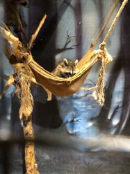 -酷嗒动物文化乐园(cutezoo西溪乐天城店)