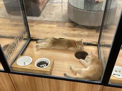 -袖虎·猫馆(体育西路店)