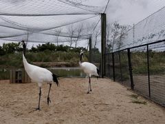 -盐城丹顶鹤湿地生态旅游区