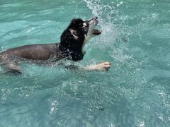 -汪说喵讲宠物乐园宠物酒店(红星美凯龙店)