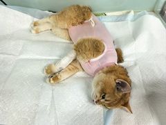 -达爱动物医院·犬猫分区·CT·复杂眼科(远洋山水分院)