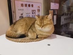 -滚猫咖啡·猫咖·猫友好撸猫(未来城店)