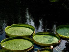 -上海滨江森林公园