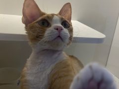 -小猫来了·猫舍(红山六九七九店)